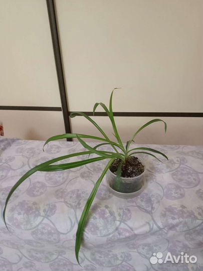 Хлорофитум