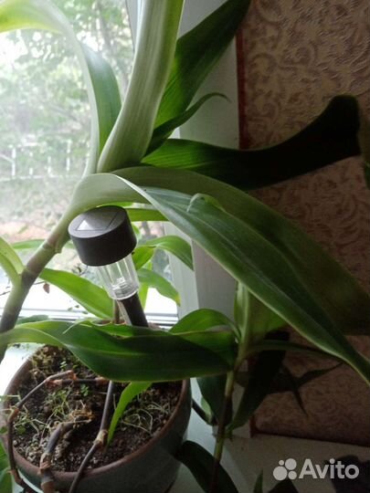 Растение золотой ус