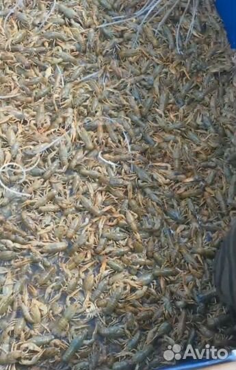 Раки отборные