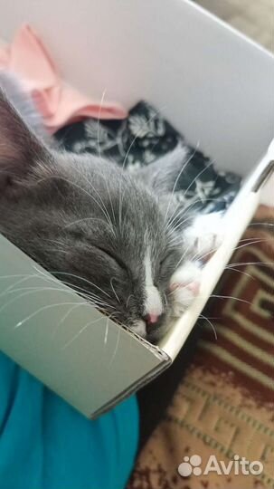 Котенок в добрые руки