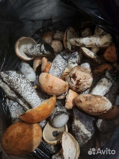 Грибы красноговики свежие, замозка и в вакууме
