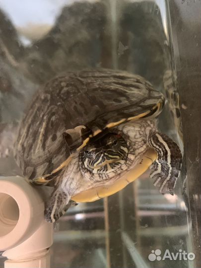 Красноухая черепаха бесплатно