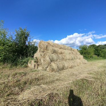 Продам сено Луговое в рулонах
