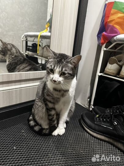 Котик бесплатно