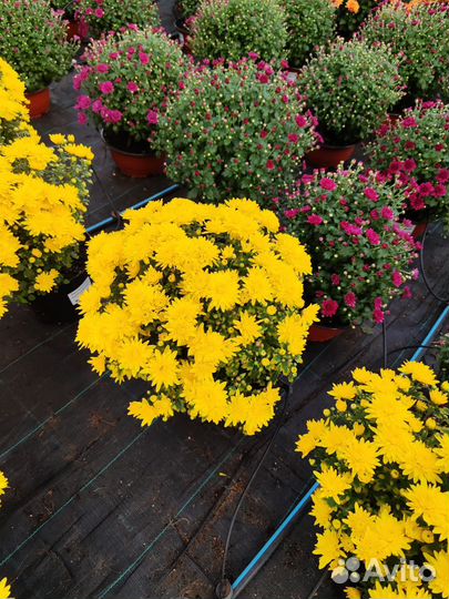 Хризантема мультифлора