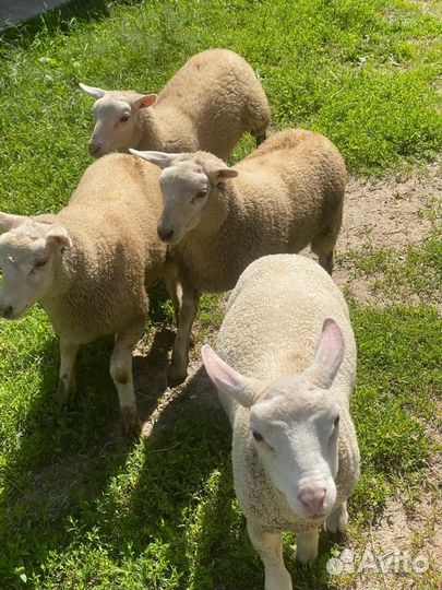 Ярки и баранчик