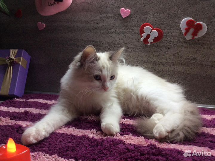 Котята рэгдолла