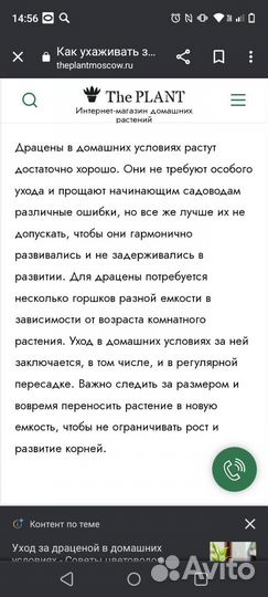 Пальма драцена