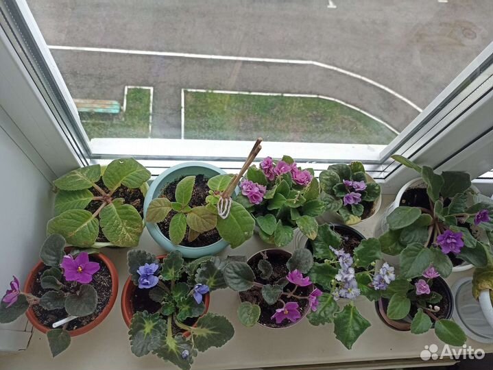 Фиалка сортовая