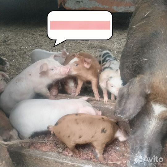 Продаются поросята