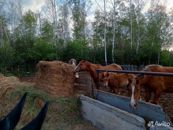 Лошадь кобыла обученная