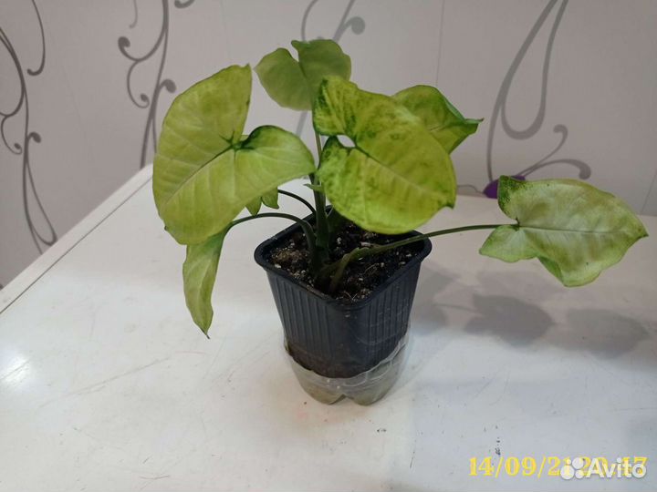 Продам сингониум