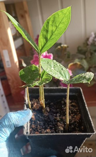 Замиокулькас