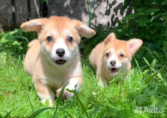 Вельш-корги пемброк