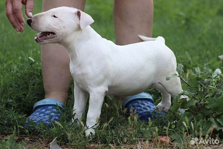 Стандартный бультерьер