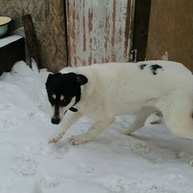 Вся жизнь в Приюте