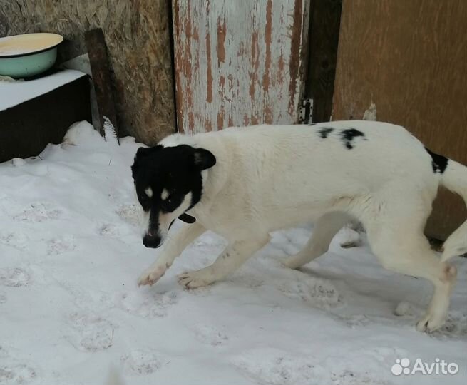 Милая коровка мечтает пожить дома