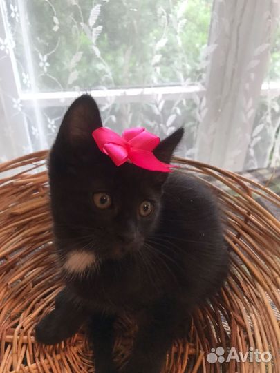 Тёщины котята в добрые руки
