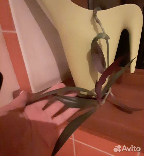 Традесканция Рео