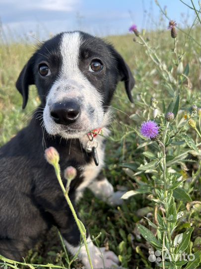 Щенок в добрые руки