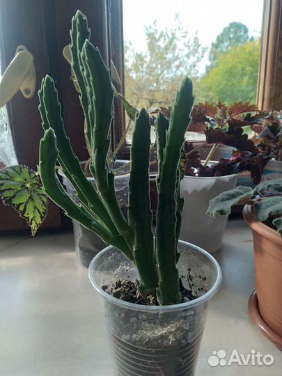 Руэллия Стапелия Гастерия