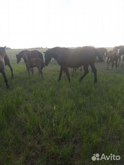 Продам лошадь