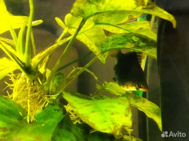 Аквариумные рыбки