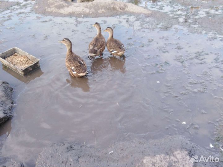 Индоутаки. Утки дикие