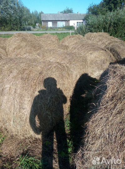 Сено в рулонах