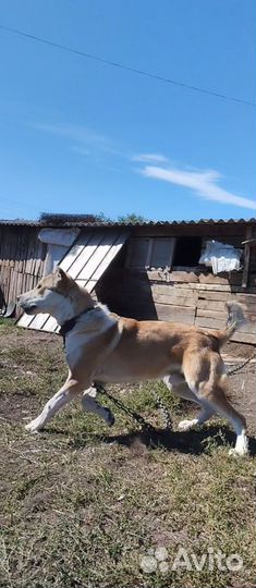 Молодые кобели