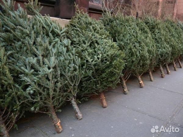 Ель живая новогодняя
