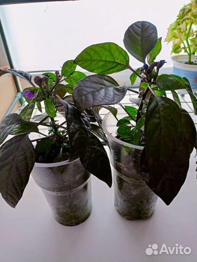 Перец горький черная жемчужина