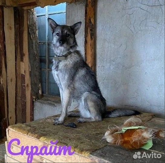 Собака в добрые руки