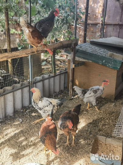 Мясо домашней Птицы