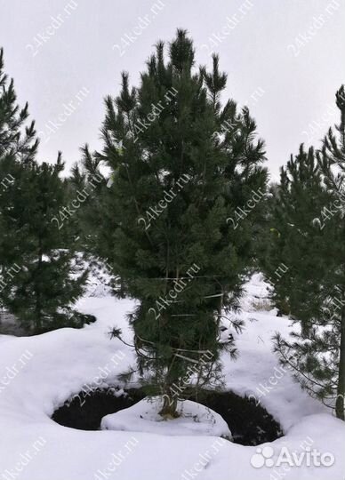 Дерево кедра