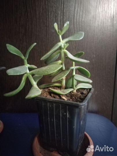 Крассула толстянка