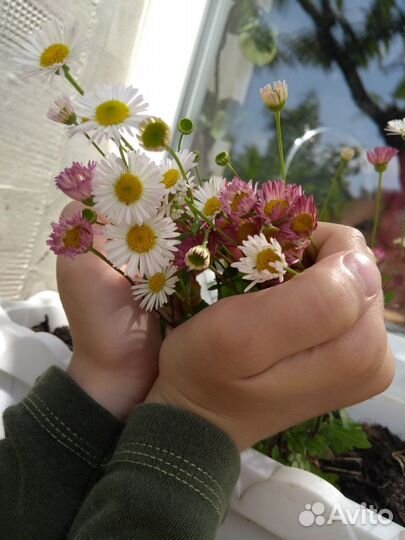 Эригерон (мелколепестник) карвинского