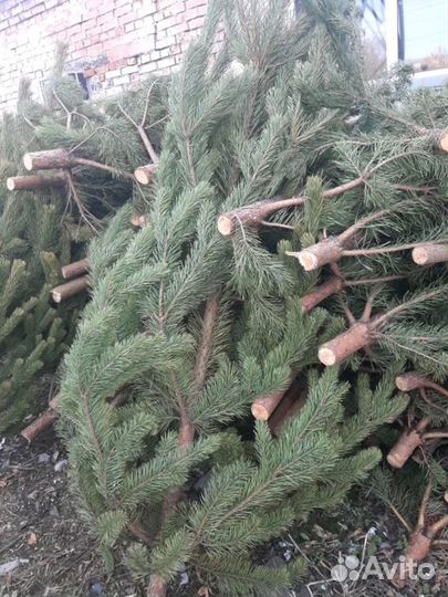 Сосна оптом