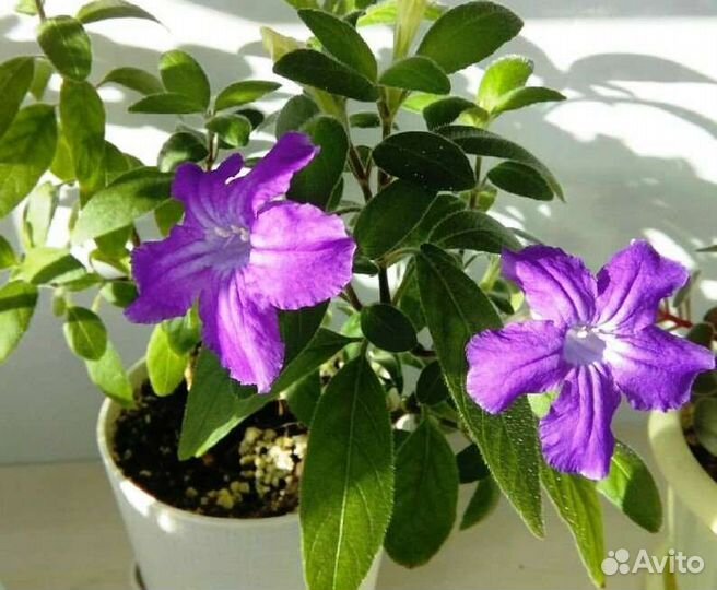 Руэллия Макойя- яркая круглый год