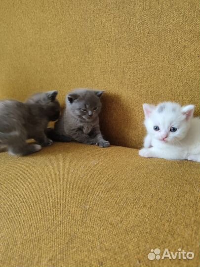 Британские котята