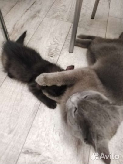 Котёнок от Британской кошки