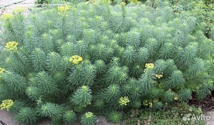 Молочай елочка садовый