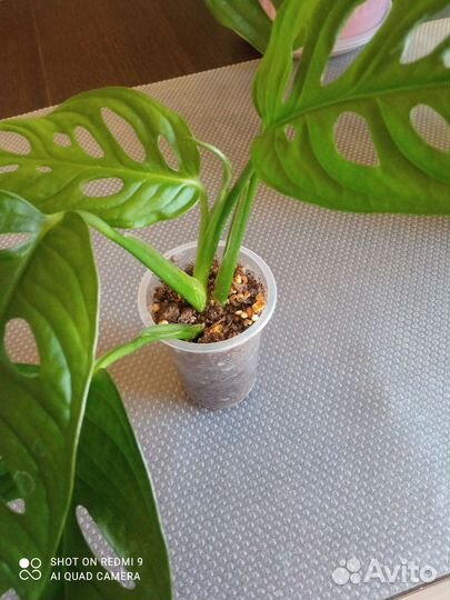 Монстера Манки Маск