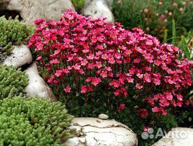 Растения для сада