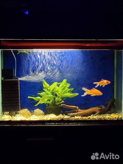 Аквариум