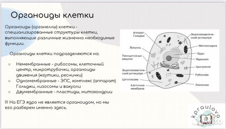 Репетитор по биологии