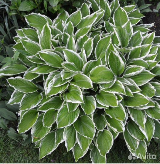 Хоста альбомаргината