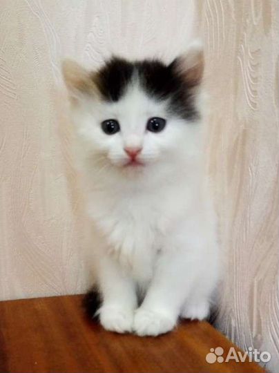 Альпийские котята