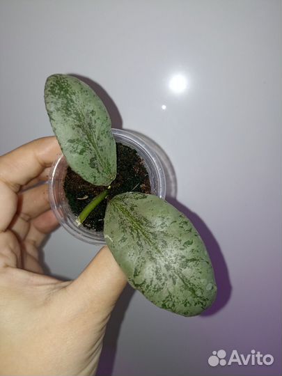 Хойя черенки, срезы