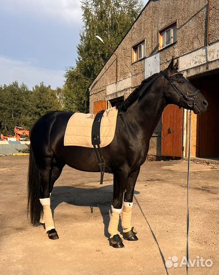 Лошадь в аренду